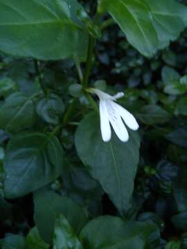 Image of Justicia tubulosa subsp. lateovata (C. B. Cl.) J. C. Manning & Goldblatt