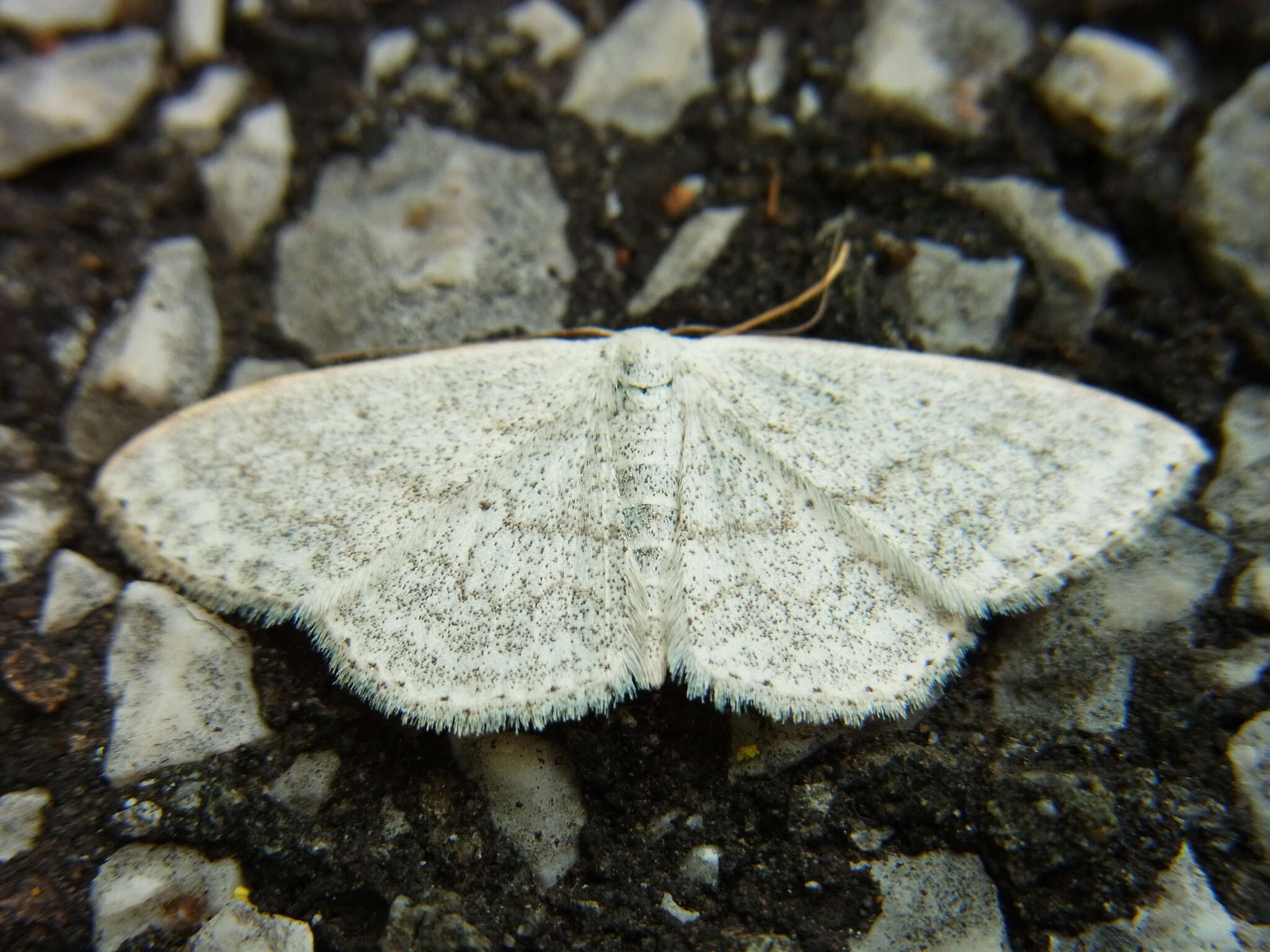 Image of Scopula epiorrhoe Prout 1935