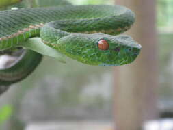 Image of Trimeresurus sabahi Regenass & Kramer 1981