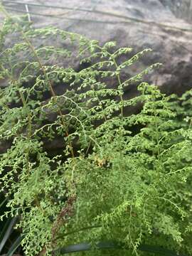 Image of Lindsaea microphylla Sw.