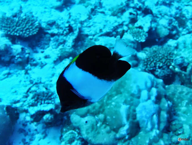 Image of Black Pyramid Butterflyfish