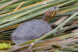 Image of Trachemys callirostris callirostris (Gray 1855)