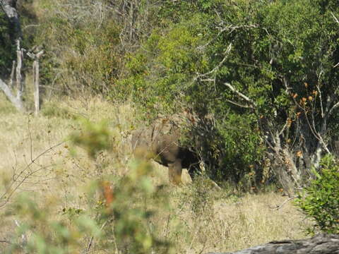 Image of White Rhinoceros