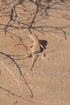 Image of Colorado Desert Fringe-toed Lizard