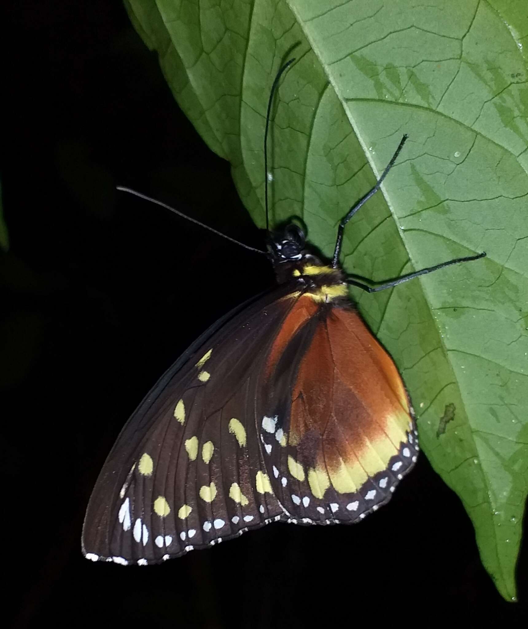 Image de Tithorea tarricina hecalesina Felder & Felder 1865