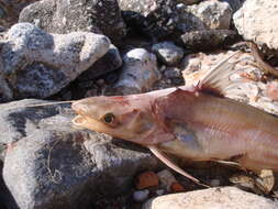 Image of Catfish