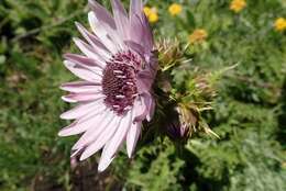 Image of Berkheya purpurea (DC.) Benth. & Hook. fil. ex Mast.