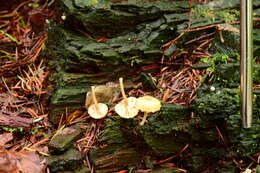 Image de Lichenomphalia umbellifera (L.) Redhead, Lutzoni, Moncalvo & Vilgalys 2002