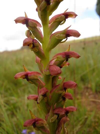 Image of Disa brevicornis (Lindl.) Bolus