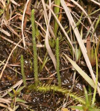 Image of southern bog clubmoss