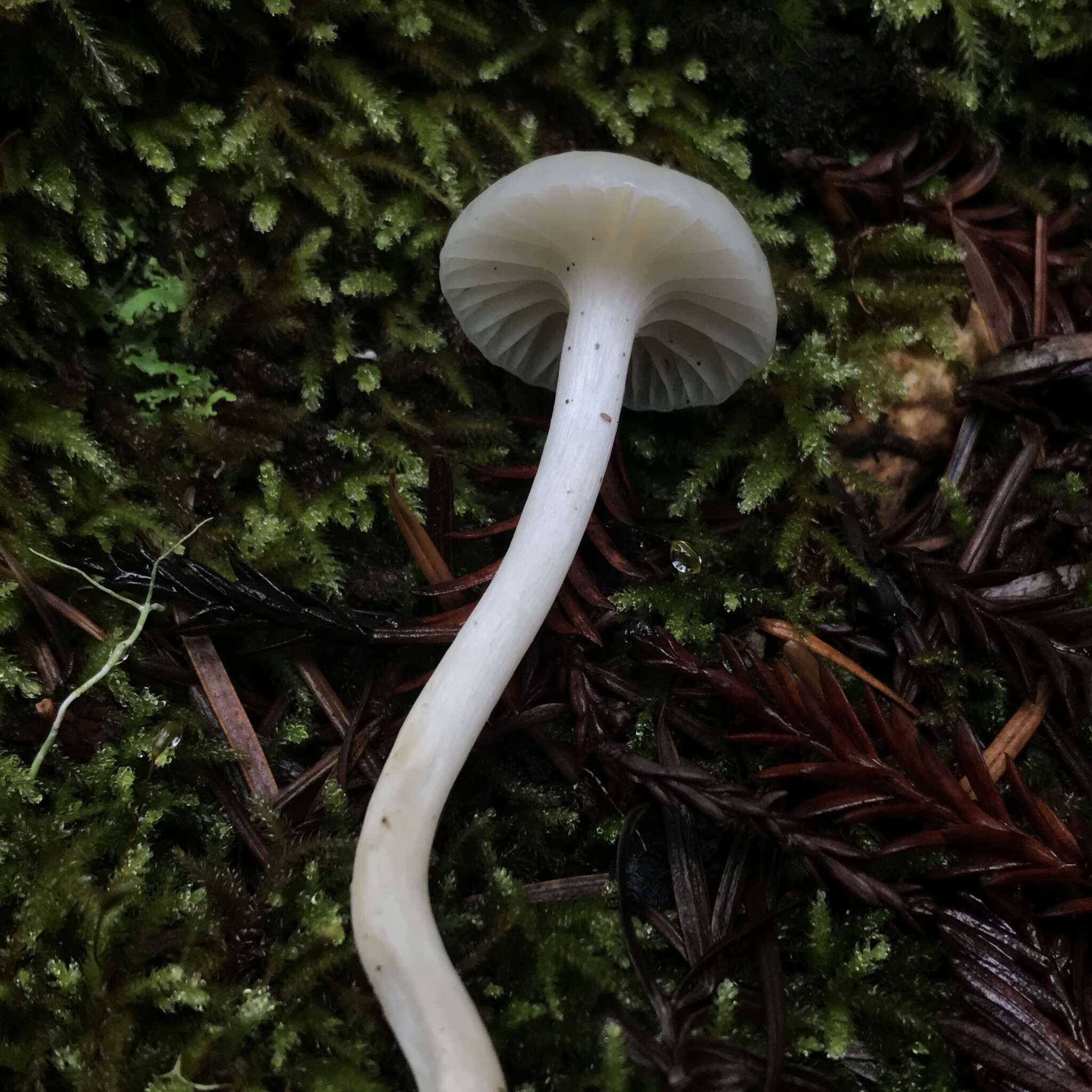 Image of Hygrocybe russocoriacea (Berk. & T. K. Mill.) P. D. Orton & Watling 1969