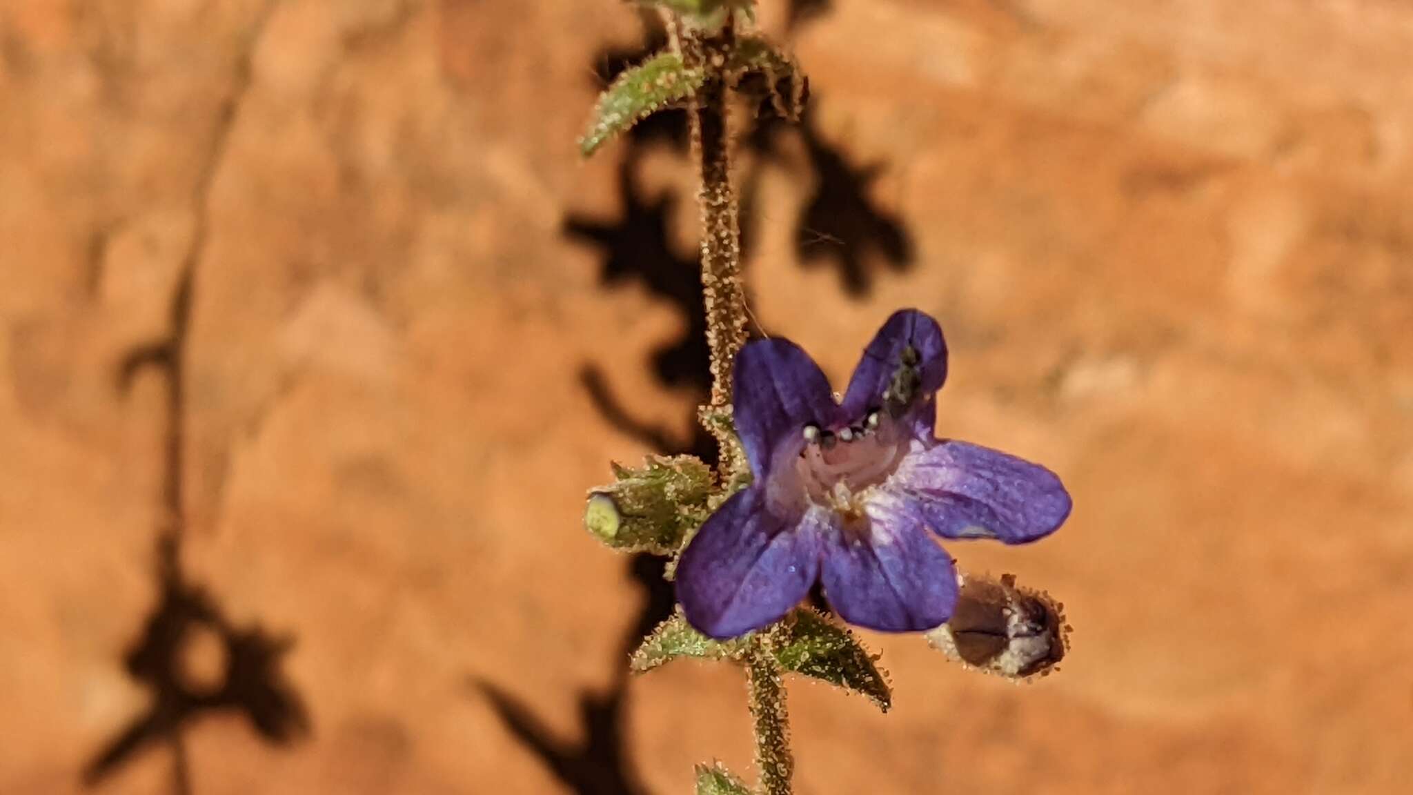 Image of low beardtongue