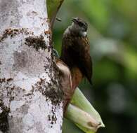 Image of Streaked Tuftedcheek