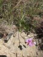 Image of Pelargonium elegans (Andr.) Willd.