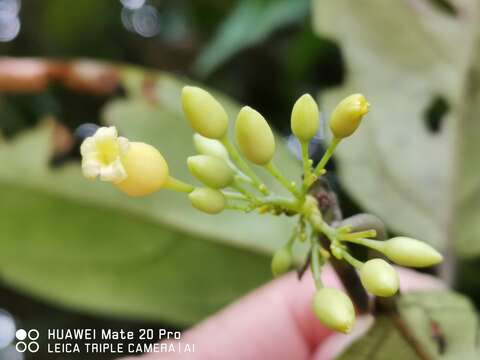 Image of Adenia macrophylla (Bl.) Koord.