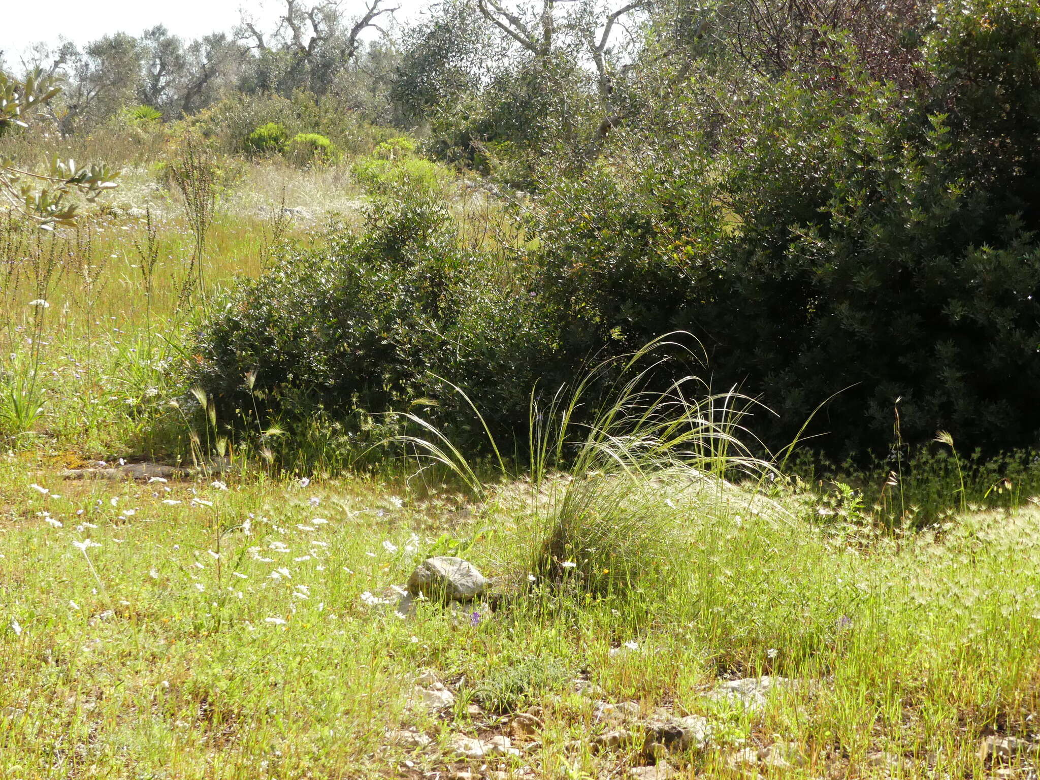 Image of Stipa austroitalica Martinovský