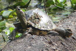 Image of Indian Roofed Turtle