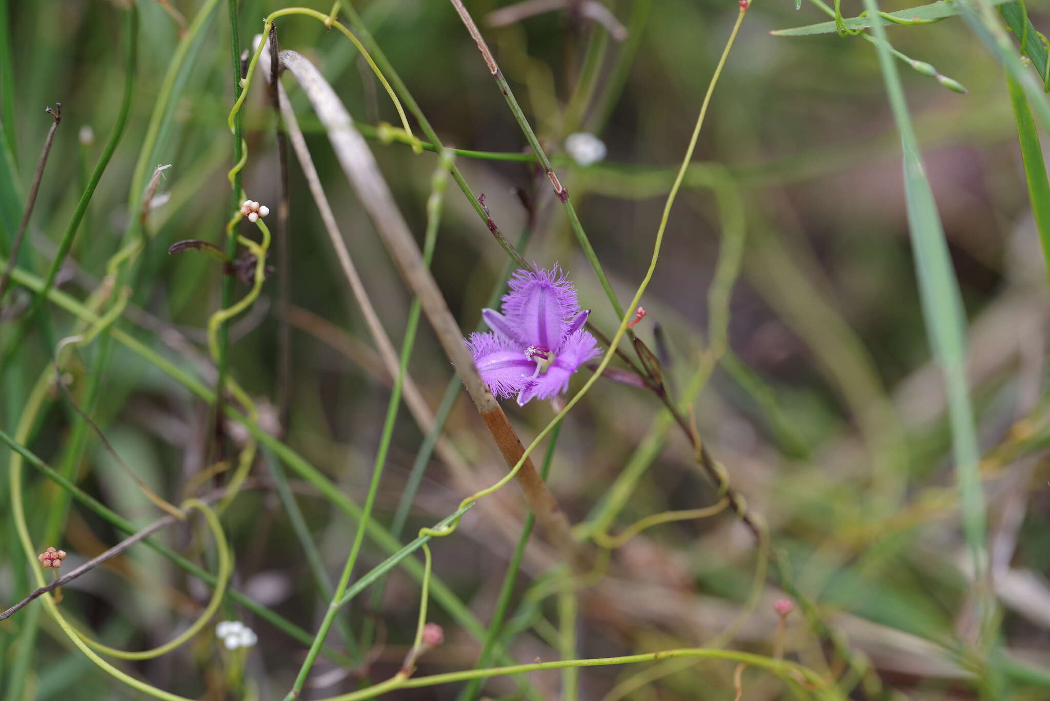 Image of Thysanotus juncifolius (Salisb.) J. H. Willis & Court