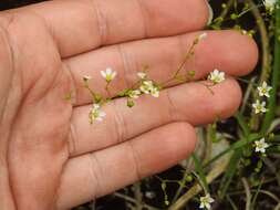 Image of purging flax, fairy flax