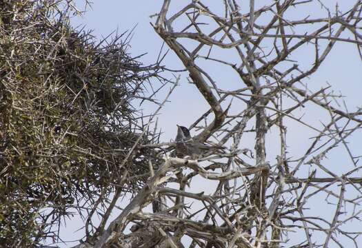 Image of Cyprus Warbler