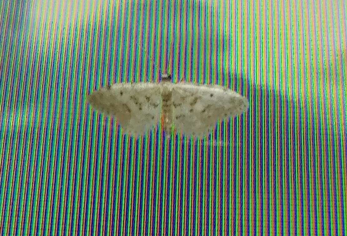 Image of Fortunate Idaea