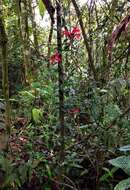 Image of Aeschynanthus radicans Jack