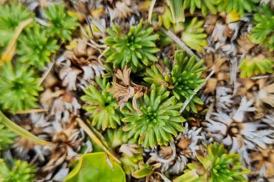 Image of Azorella trifurcata (Gaertn.) Pers.