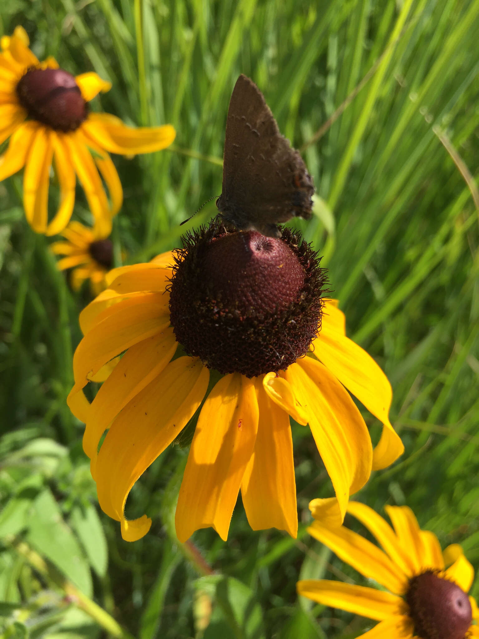 Image of Banded Hairstreak