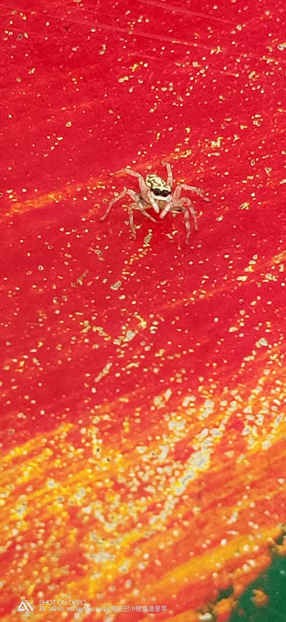 Image of Jumping spider