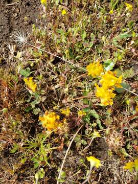 Sivun Trifolium jokerstii Vincent & Rand. Morgan kuva