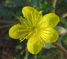 Imagem de Corchorus asplenifolius Burch.