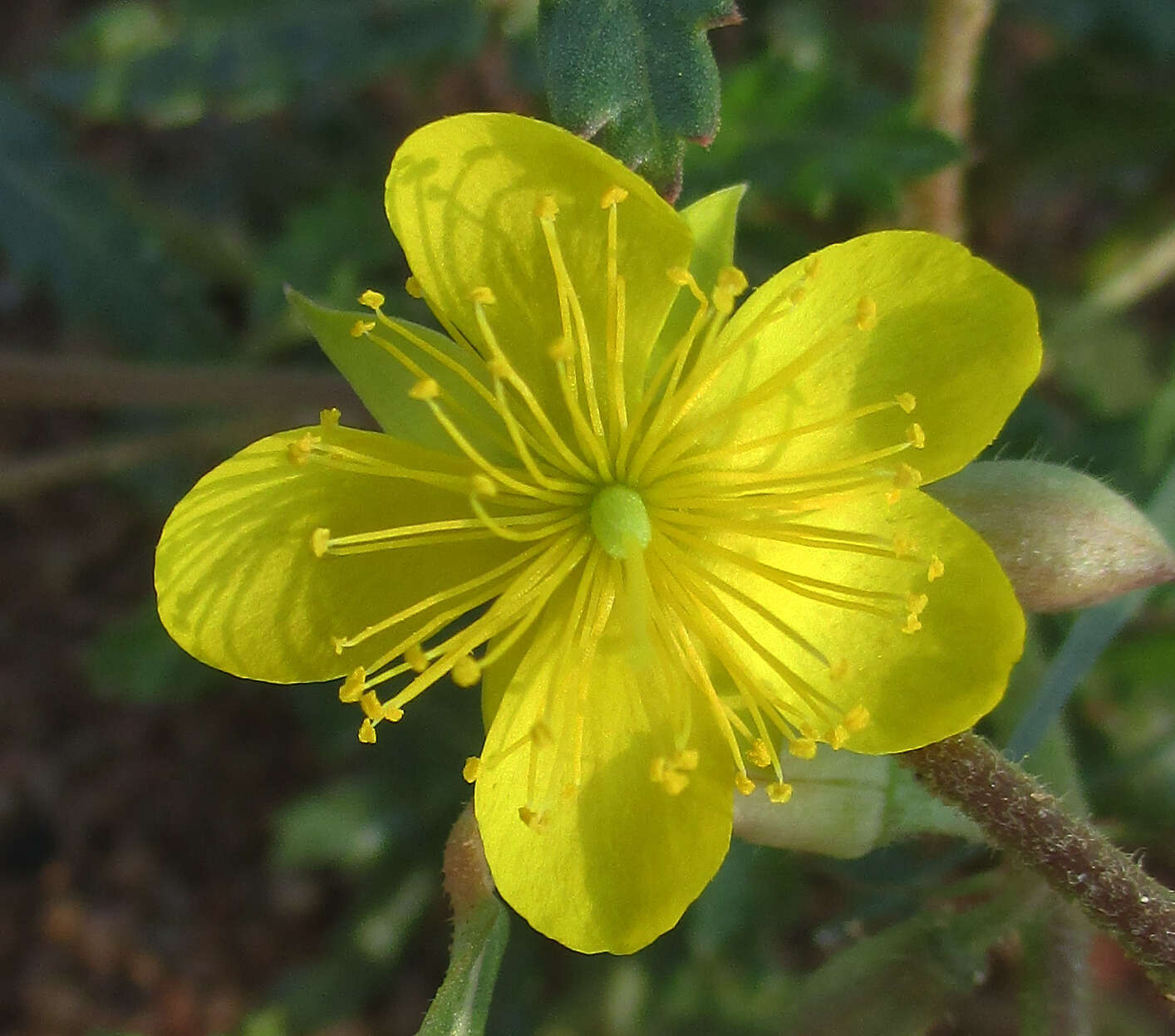 Imagem de Corchorus asplenifolius Burch.