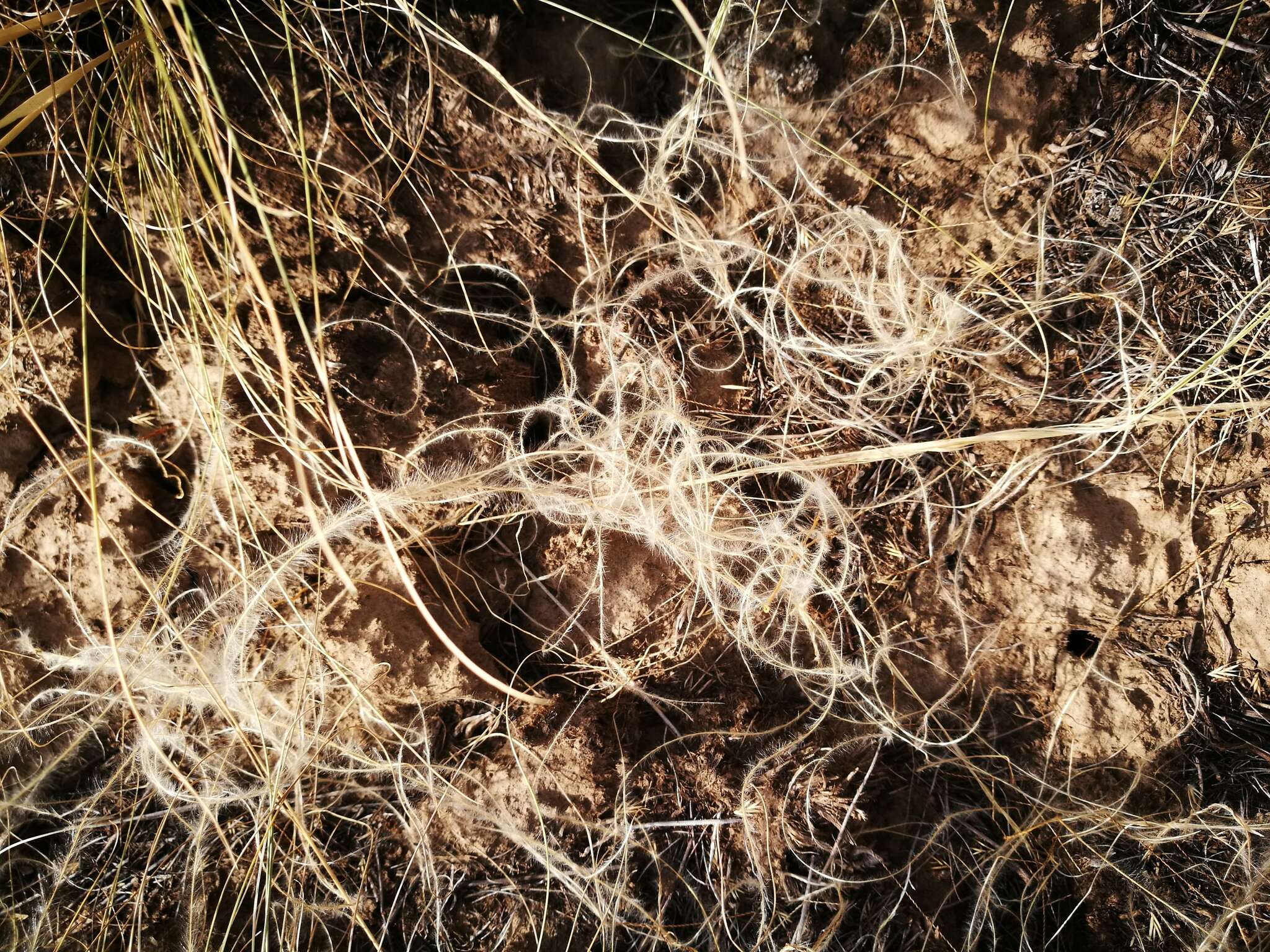 Image of Needle Grass