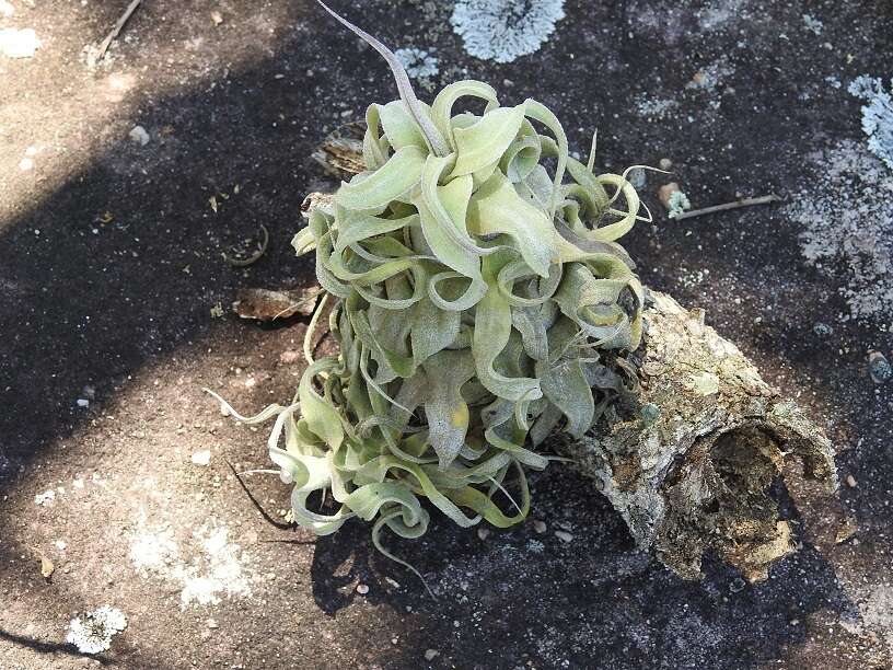 Image of Tillandsia streptophylla Scheidw.