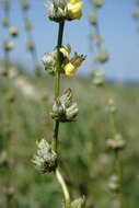 Image of Verbascum undulatum Lam.