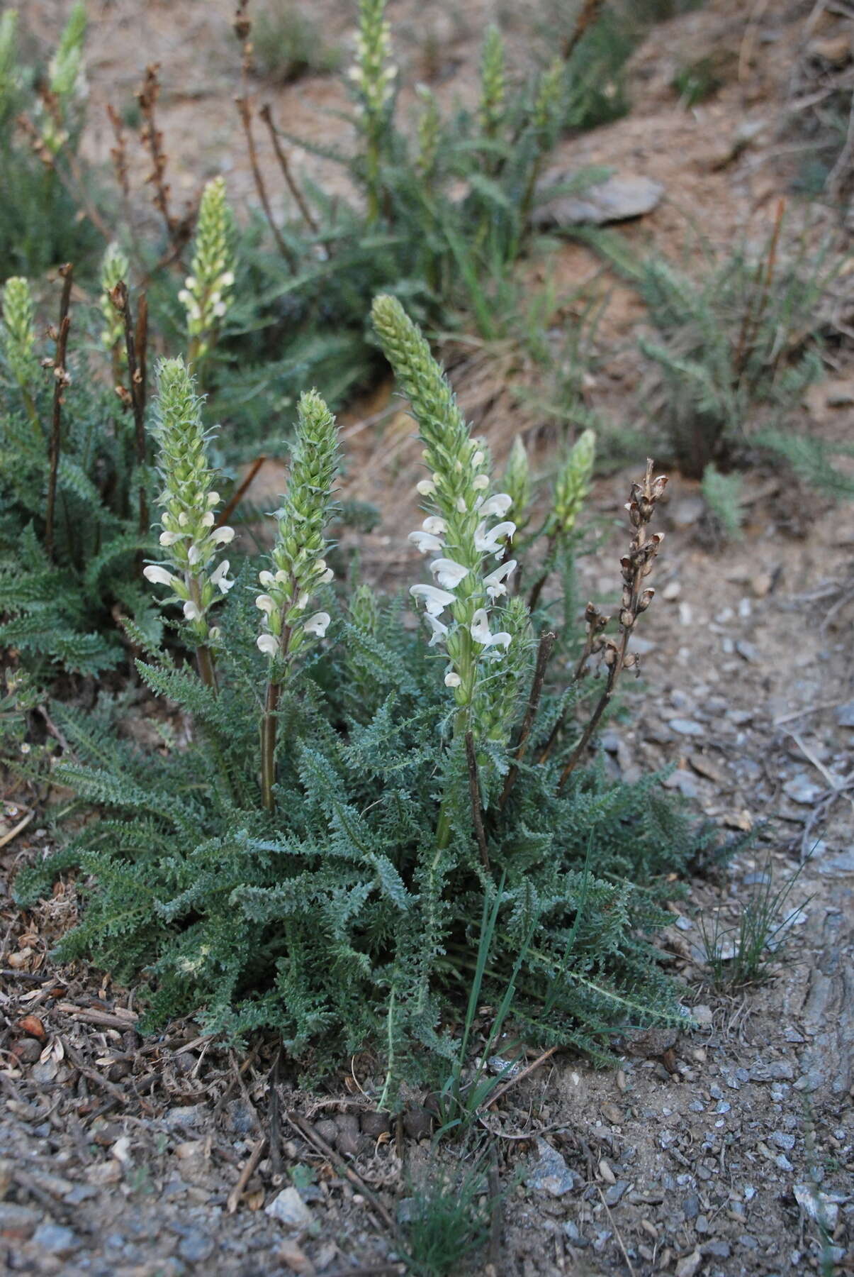 Image of Pedicularis achilleifolia Stephan ex Willd.