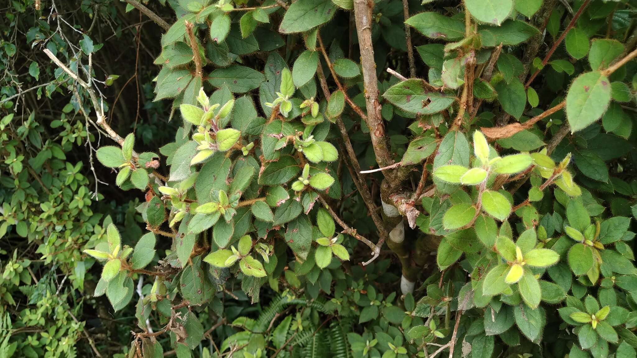 Image of Rhododendron oldhamii Maxim.