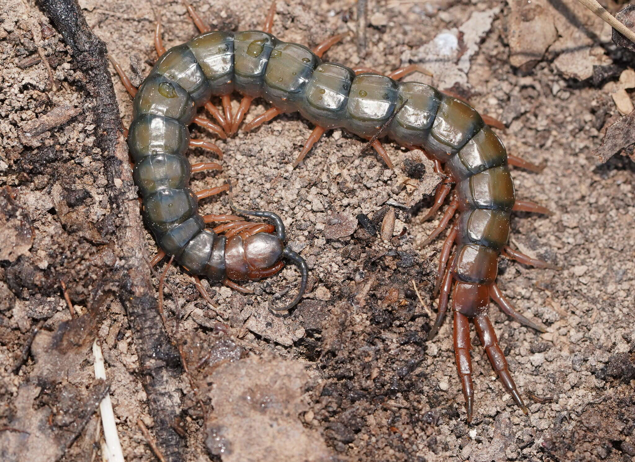 Image of Cormocephalus aurantiipes (Newport 1844)