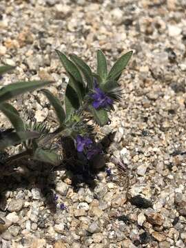 Image of San Jacinto bluecurls