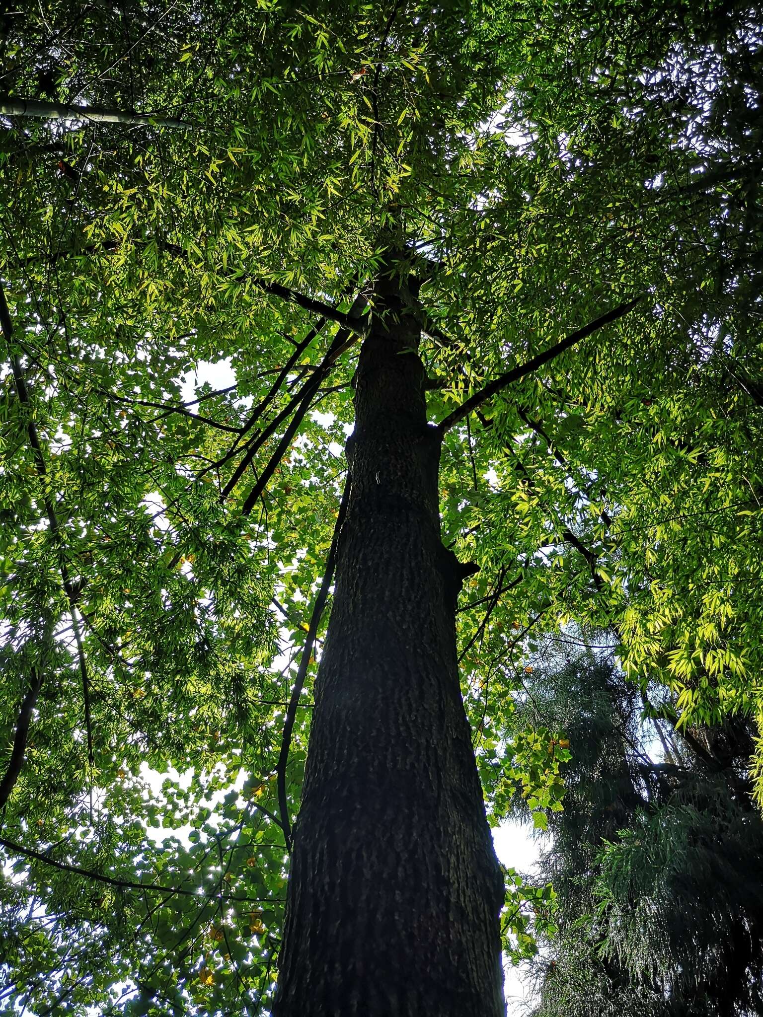 Image of Chinese Tulip Tree