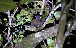 Image of Masoala Sportive Lemur