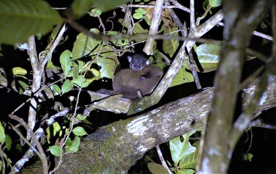 Image of Masoala Sportive Lemur