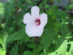 Image of halberdleaf rosemallow