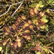 صورة Drosera anglica Huds.