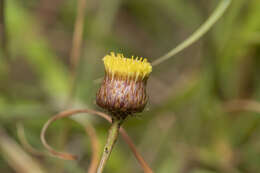 Image of Phagnalon graecum Boiss. & Heldr.