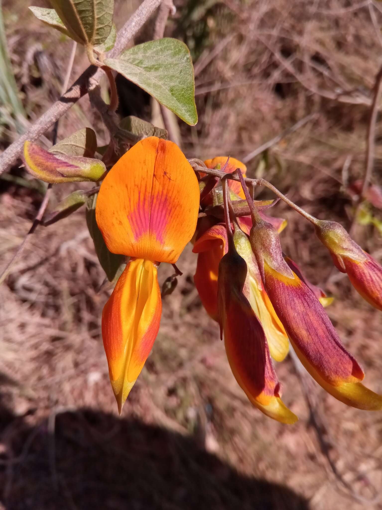 Plancia ëd Rhynchosia baukea Du Puy & Labat