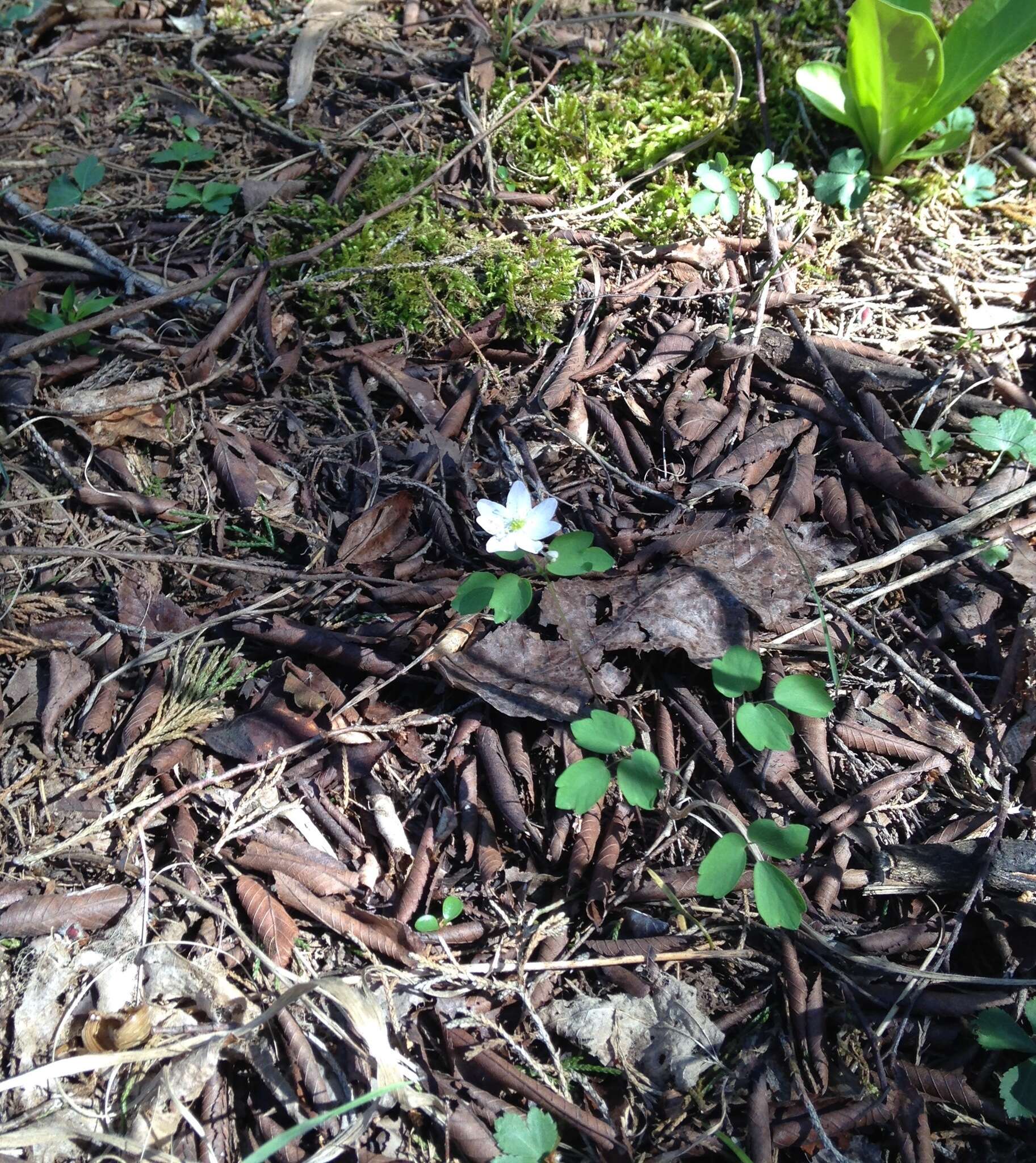 Image of Rue-Anemone