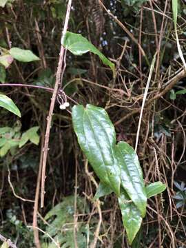 Image of Clematis henryi Oliv.