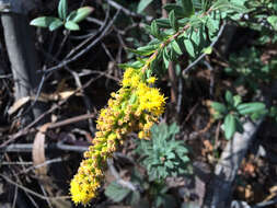 Image of California goldenrod