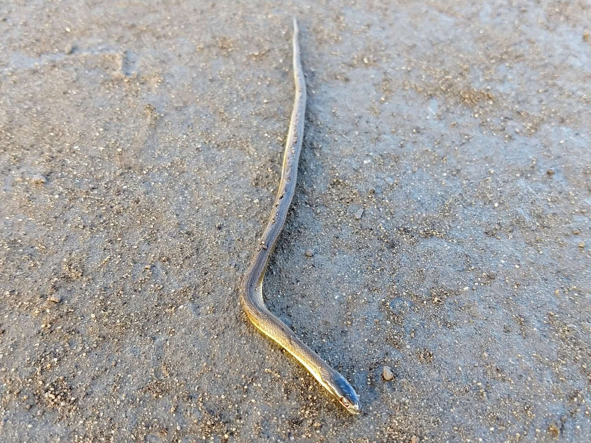 Image of Blackbelly Garter Snake